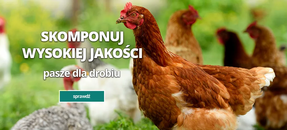 własna pasza dla drobiu